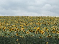 veld met zonnebloemen, schitterend