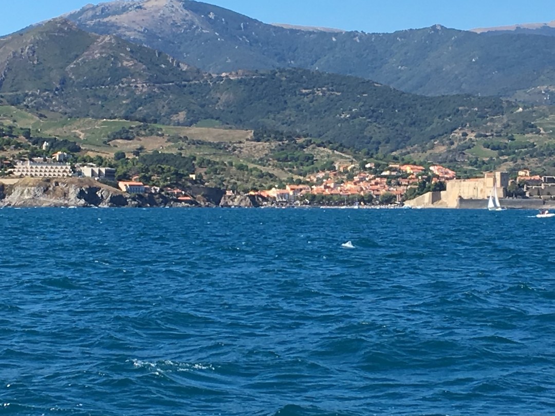 zicht op het haventje van Collioure