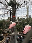 Flaminco's in de vogeltuin van het Oceanografic in Valencia