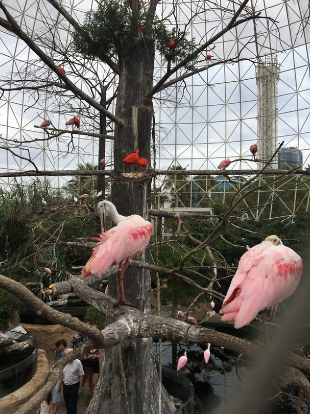 Flaminco's in de vogeltuin van het Oceanografic in Valencia