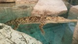 Witte krokodil in The Shark Reef Aquarium