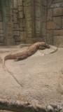 Komodo dragon