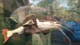 Catfish