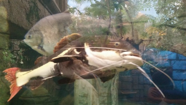 Catfish