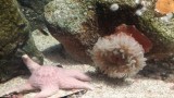 En rare zeedieren