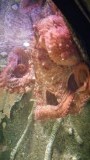 Dit is pas een octopus