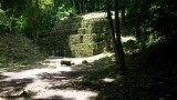 Helemaal begroeid in de jungle
