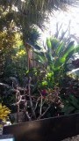 In de botanische tuin van Queen Elizabeth Park