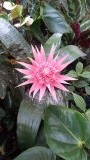 Prachtige bloemen en planten hier