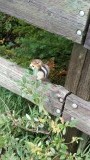 Zo schattig