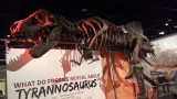 De bekende dino uit Night at the Museum