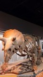 Museum of Natural History