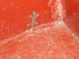 salamander