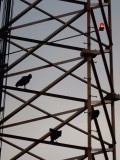 vogels op een telefoonmast