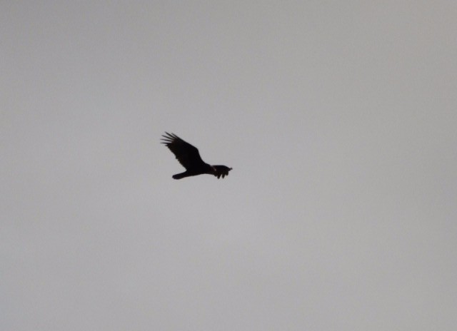 roofvogel