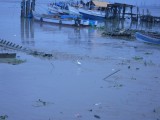 Surinamerivier 2