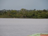 Surinamerivier