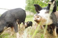 Knorretje op de walnotenboerderij