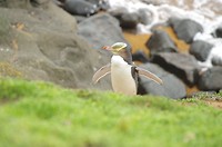 De pinguin met de gele ogen