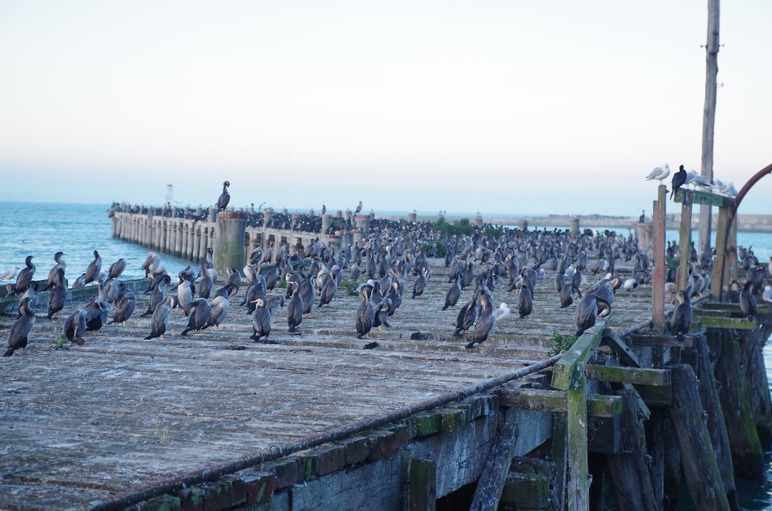 Een nieuwe functie voor een vervallen pier