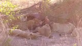 Dag 22: Elephants plain game reserve