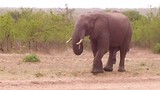 Dag 23: Elephants plain game reserve 2
