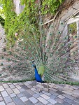 IMG_20240520_115932