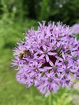 IMG_20240524_191852