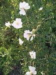 Botanische tuin