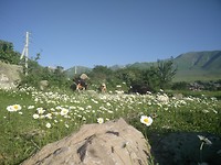 Margrieten