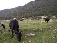 Ochtendwandeling