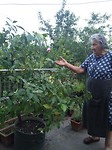 Oma van Armen