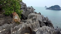 Monkey Island