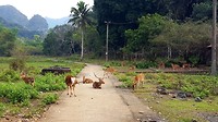 Cát Bà National Park