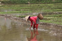 Farmer life