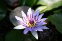 closeup_padma