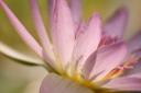 closup_plant1