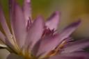 closup_plant2