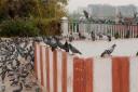 pigeons