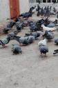 pigeons3