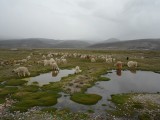 SAM_6882