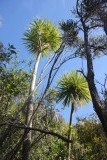 Waiheke Island