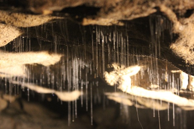 Glow worms