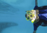Whale snorkeling