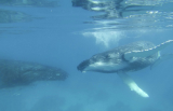 Whale snorkeling