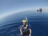 Whale snorkeling
