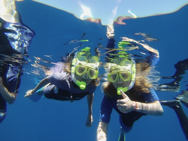 Whale snorkeling