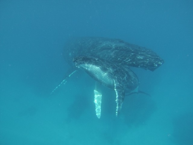 Whale snorkeling