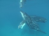 Whale snorkeling
