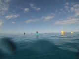 Whale snorkeling